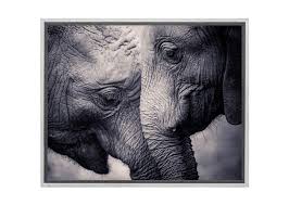 Buy Elephant Love Canvas Wall Art