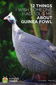 12 Things About Guinea Fowl I Wish Someone Had Told Me