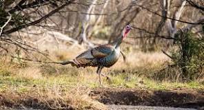what-colors-can-turkeys-see