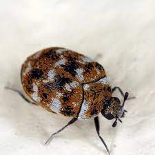 carpet beetles pest control service