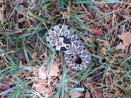 few oklahoma snakes are venomous