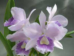 交配種セルレア：レリアカトレア2 : Orchid Junior