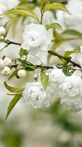 hd flower jasmine white flower