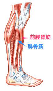 すねの筋肉痛の原因別ストレッチ法 スポーツドクター解説 - 歌島大輔 オフィシャルサイト