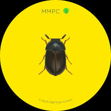 carpet beetles mmpc