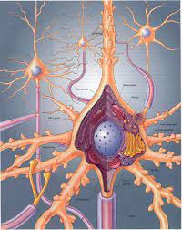 Neurona - EcuRed