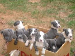 All our puppies are given vaccinations in a timely manner and we also make sure that they stay current on parasite prevention & control. American Pit Bull Terrier Puppies For Sale