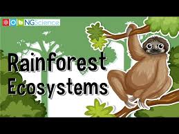 rainforest ecosystems you