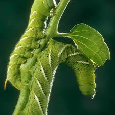 How To Identify Common Caterpillars Caterpillar