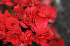 30 Most Popular Types Of Red Flowers