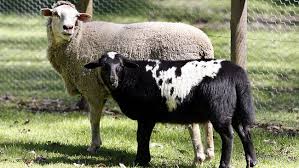 Image result for september rams goats sheep