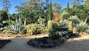 Arizona Cactus Garden Stanford Ca
