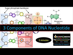 dna nucleotide