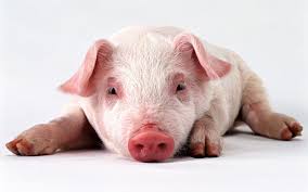 Ini gambar apa betul sekali ini adalah babi. 9000 Gambar Flu Babi Hd Terbaik Infobaru