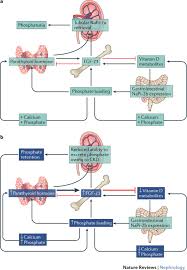 the role of phosp in kidney disease