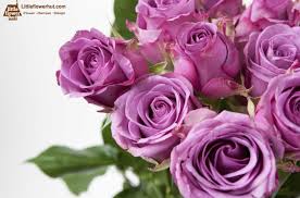 The lavender & purple rose study. The Meaning Of Lavender Roses Most Updated Rose Color Guide
