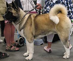 Japanese American Akita Working Breed Dogs Online Dog
