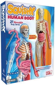 We found that getbodysmart.com is a pretty a free website study guide review that uses interactive animations to help you learn online about anatomy and physiology, human anatomy, and the human body systems. Amazon Com Smartlab Toys Squishy Human Body Multicolor Standard Kayes M D Lucille M Toys Games