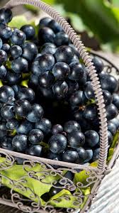 Resultado de imagen para uvas negras
