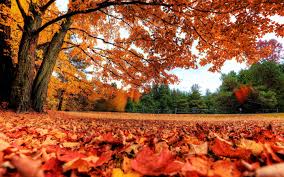 fall laptop wallpapers top free fall