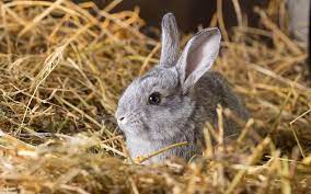 bedding and litter for rabbits pets
