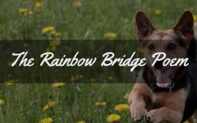 the rainbow bridge poem for dogs and cats