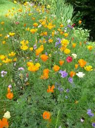 growing a wild flower patch how to make