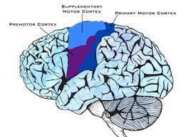 frontal lobe brain injury physiopedia