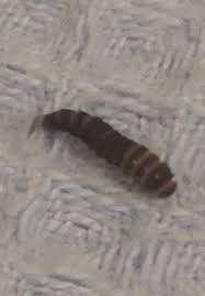 black carpet beetle larva