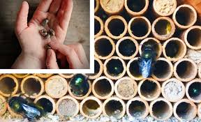 Bee houses are a great addition to your garden. Family Build A Mason Bee House Workshop Ages 7 12 Virtual West Vancouver Memorial Library