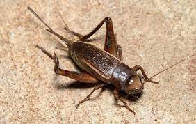 What Do Crickets Eat Pest Control Tx