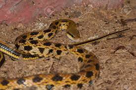 Many snakes vary greatly and are listed under several categories. Yellow Snake With Black Spots Which Is Terariume Stock Photo Picture And Royalty Free Image Image 30074832