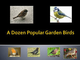 Ppt A Dozen Popular Garden Birds Powerpoint Presentation