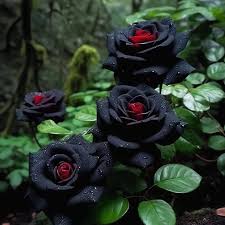 rare black red rose flower seeds