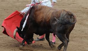 En que va la prohibición de corridas de toros? Un recorrido por la historia  y la legislación