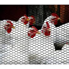 Boen Poultry Hex Netting Black 4 Ft X 50 Ft