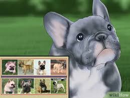There are several male/female counterparts in the top 100, such. How To Breed French Bulldogs 14 Steps With Pictures Wikihow