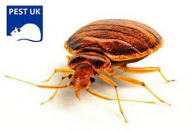 insects that bite people in the uk