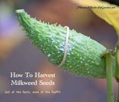 how to harvest milkweed seeds all of