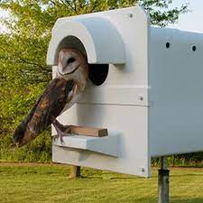 Barn Owl Nest Box Pole Model Barn Owl
