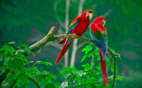 love bird images free mobile phone s