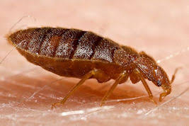 home remes for bed bugs