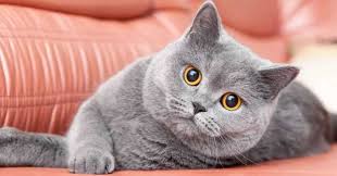 Jenis kucing ras anggora, berbeda dengan jenis kucing pada umumnya. Kucing British Shorthair Harga Cara Merawat Sejarah Fakta Unik