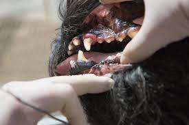 tooth root abscess in dogs symptoms