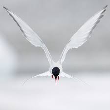 Image result for The Arctic Tern/ Sternaparadisaea