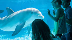 dolphin habitat at the mirage