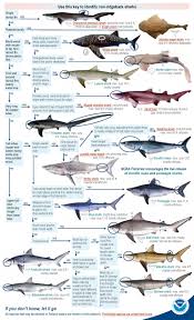 Articles Shark Id Federal Regulations Guide The