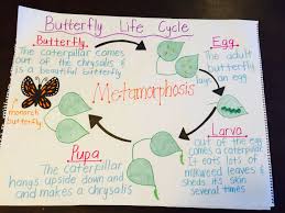 Metamorphosis Anchor Chart Anchor Charts Butterfly Life