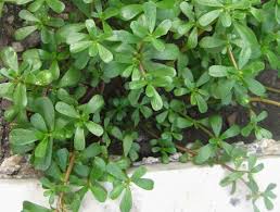 They grow in the same manner and often near each other, but spurge is thin and flat with teeny delicate leaves, while purslane is a succulent. All About Purslane Aka Portulaca Oleracea Backyard Forager