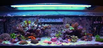 Par Reef Tank Lighting Schedules What S The Ideal Program For Led Aquarium Lighting Brstv Reef Faqs Bulk Reef Supply